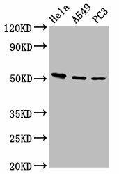 ALS2CR12 Antibody (PACO57404)