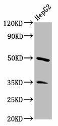 PLA1A Antibody (PACO57920)