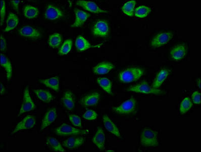DPY19L1 Antibody (PACO58076)