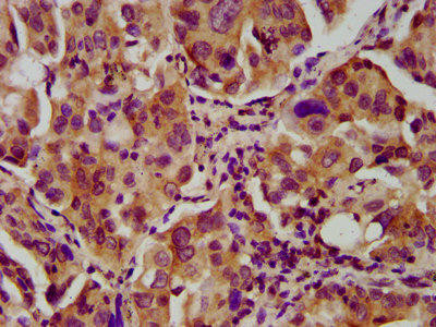 NEB Antibody (PACO58084)