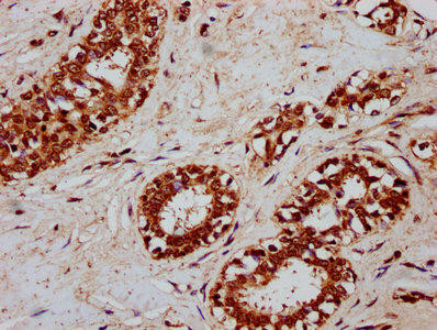 CSN3 Antibody (PACO58721)