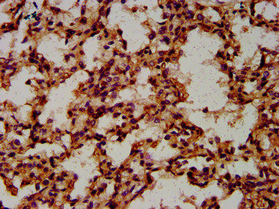 CPNE8 Antibody (PACO59189)