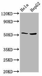 THNSL2 Antibody (PACO59213)