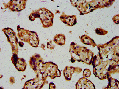 ARRDC1 Antibody (PACO59329)