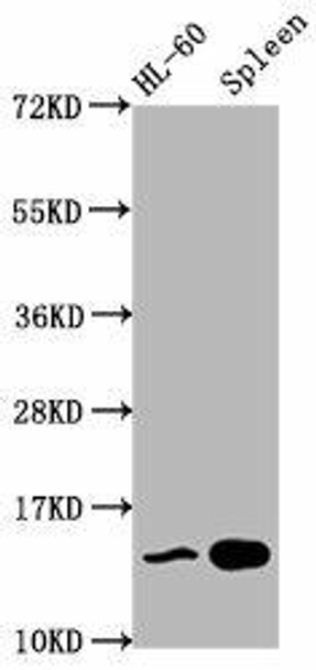 HIST1H2BC (Ab-5) Antibody (PACO59639)