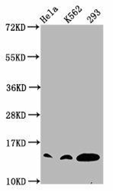 Crotonyl-HIST1H2BC (K12) Antibody (PACO59647)