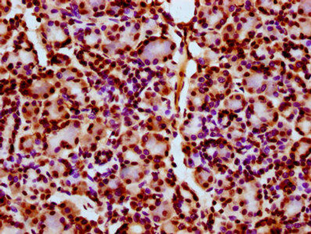 HIST1H2BC (Ab-11) Antibody (PACO59649)