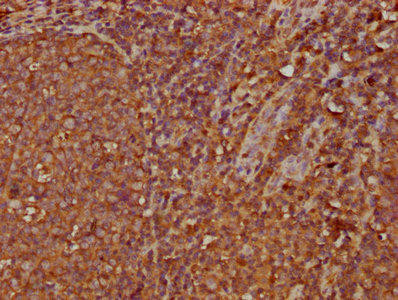 IGHA2 Antibody (PACO59752)