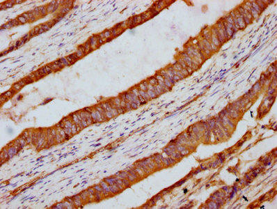 INTU Antibody (PACO60436)