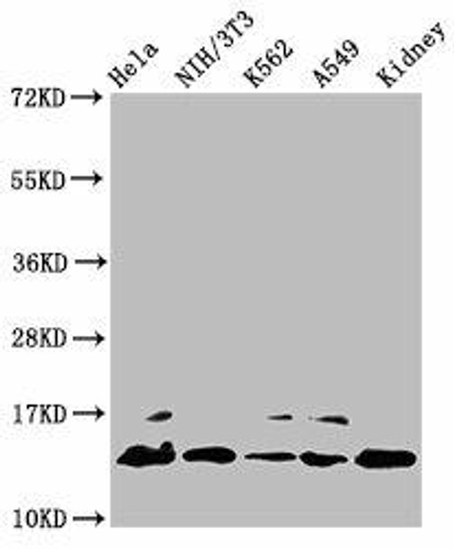 HIST1H2BC (Ab-14) Antibody (PACO60475)