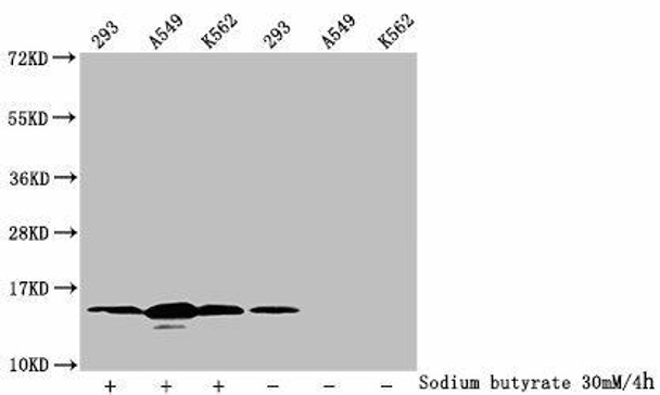 Acetyl-HIST1H2BC (K12) Antibody (PACO60491)