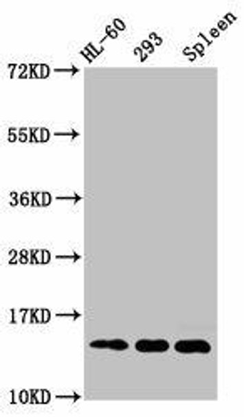 HIST1H2BC (Ab-120) Antibody (PACO60588)