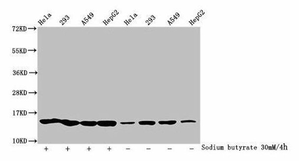 Butyrly-HIST1H2BC (K5) Antibody (PACO60590)