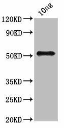 fbpB Antibody (PACO61814)
