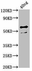 ompA Antibody (PACO61818)