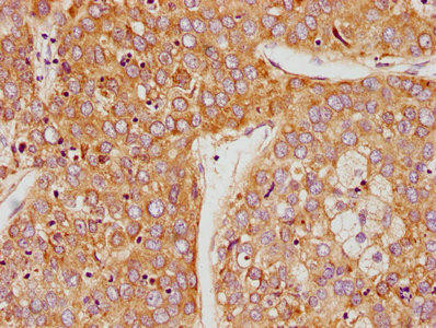 PSG9 Antibody (PACO62023)