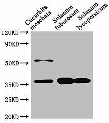 CHN48 Antibody (PACO62031)