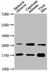 PETE Antibody (PACO62035)