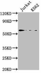 HMGXB4 Antibody (PACO62103)