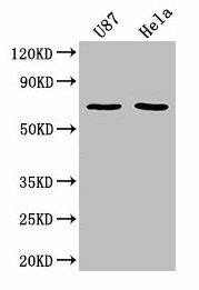 SUSD5 Antibody (PACO62383)