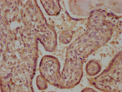 FGF16 Antibody (PACO63303)