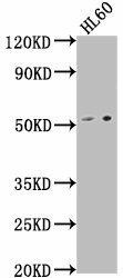 LCHN Antibody (PACO63335)