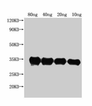 pdeH Antibody (PACO63583)