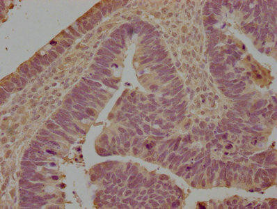 LILRB5 Antibody (PACO63675)