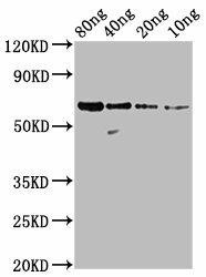 N Antibody (PACO63755)
