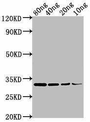 omp Antibody (PACO63803)