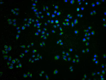 GRK7 Antibody (PACO64115)