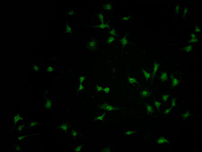 FBXO36 Antibody (PACO64235)