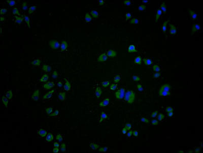 GRK7 Antibody (PACO64263)