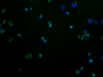OR2M2 Antibody (PACO64379)
