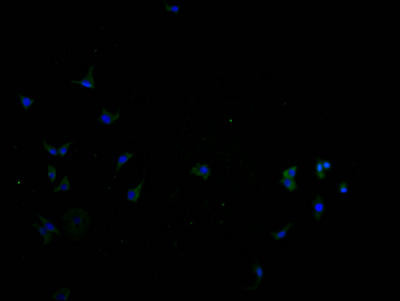 SLC22A10 Antibody (PACO64523)