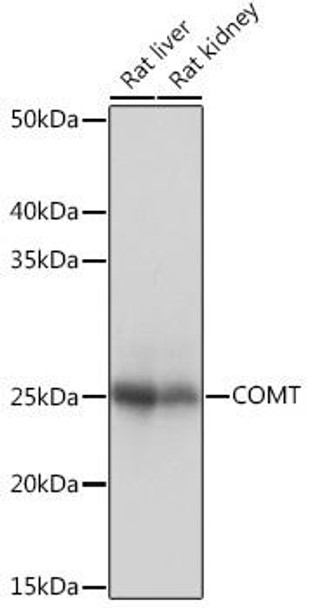 Anti-COMT Antibody (CAB4435)