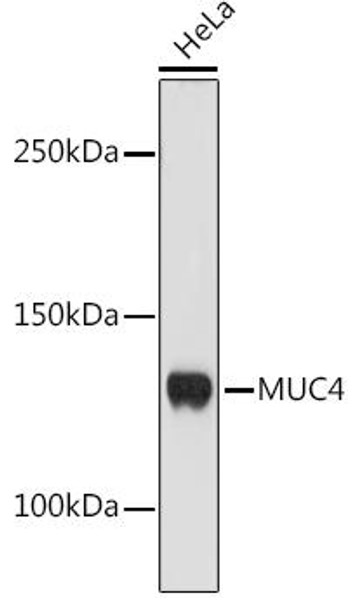 Anti-MUC4 Antibody (CAB3438)