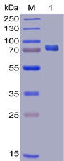 Human PD-L1 Recombinant Protein (mFc-His Tag) (HDPT0023)