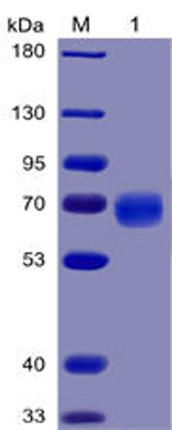 Human PD-1 Recombinant Protein (mFc-His Tag) (HDPT0025)
