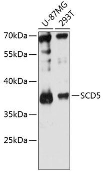Anti-SCD5 Antibody (CAB13127)