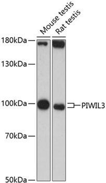 Anti-PIWIL-3 Antibody (CAB13203)