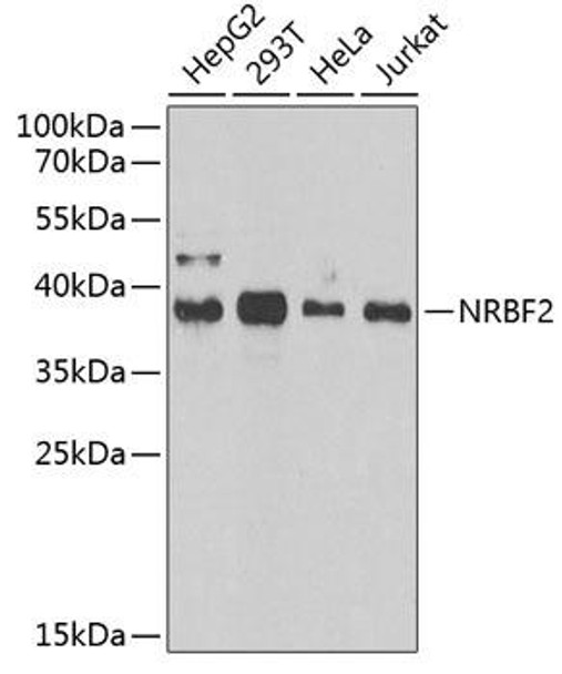 Anti-NRBF2 Antibody (CAB13422)