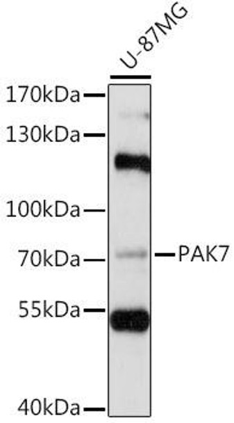 Anti-PAK5 Antibody (CAB15872)