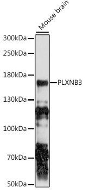 Anti-PLXNB3 Antibody (CAB16064)