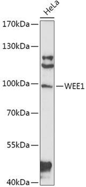 Anti-WEE1 Antibody (CAB16256)