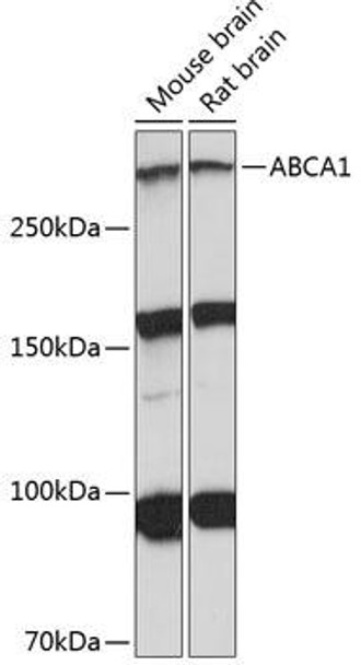 Anti-ABCA1 Antibody (CAB16337)