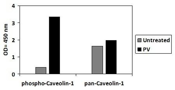 Human Phospho-Caveolin-1 (Tyr14) PharmaGenie ELISA Kit (SBRS1768)