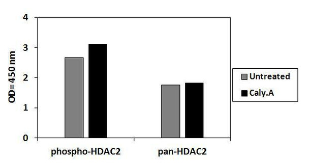 Human, Mouse and Rat Phospho-HDAC2 (S394) and Total HDAC2 PharmaGenie ELISA Kit (SBRS1849)