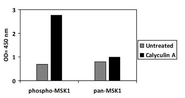 Human Phospho-MSK1 (S376)  & Total MSK1 PharmaGenie ELISA Kit (SBRS1903)