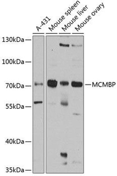 Anti-MCMBP Antibody (CAB3017)